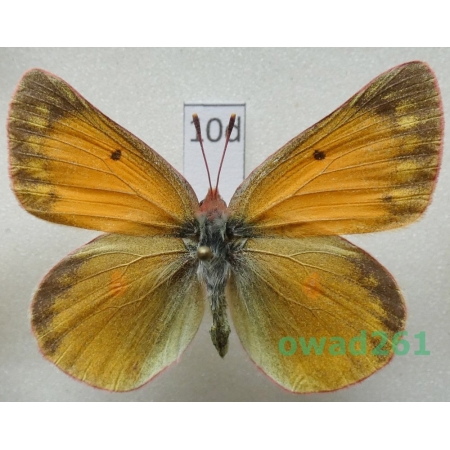 Colias meadii elis Strecker, 1885 female Canada10d